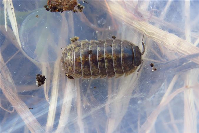 Isopoda: Armadillidium sp.